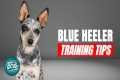How to Train Your Blue Heeler | Best