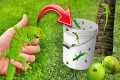 DIY LIZARD TRAP CATCHES RARE LIZARDS