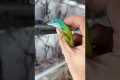 From egg, to baby, to adult 🦎 Anolis 