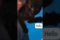English speaking cats #funny
