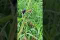 amazing animal with echo planet
