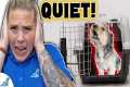 Stop Your Dog From Whining In Their