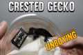 Unboxing 5 New Crested Geckos! New