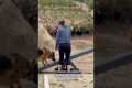 Dog training tip: using the seesaw