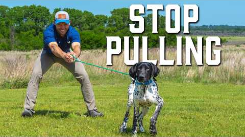 Teach Your Dog to Heel in Under 10 Minutes – Game-Changing Tool!