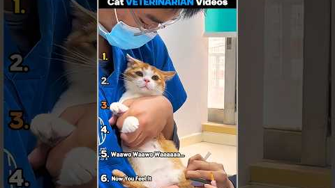 Ranking Best Cat Veterinarian Videos