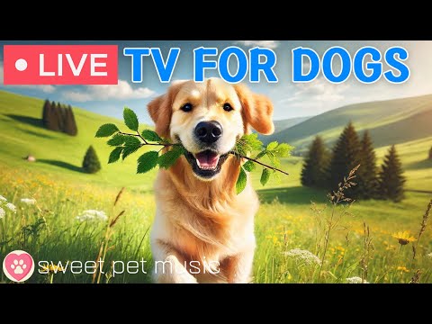 🔴24 Hours of Dog TV🎵🐶Sleep Aid Music for Dogs🐾🩷Anti-Anxiety Music for Stressed or Lonely Dogs
