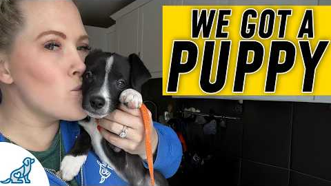 EVERYTHING You Need For Puppy Training Success!