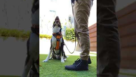 Training a dog not to pull on leash