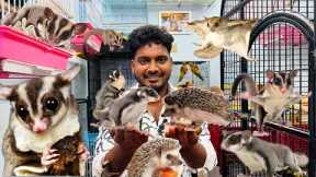 Want to Buy a Sugar Glider Must Watch this Video | Exotic Pets Shop in Chennai