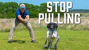Teach Your Dog to Heel in Under 10 Minutes – Game-Changing Tool!