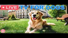 🔴24 Hours of Dog TV🎵🐶Sleep Aid Music for Dogs🐶💕Calming Music for Dogs to Ease Separation and Stress