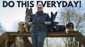 5 Dog Training Exercises You Should Do EVERY DAY!