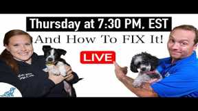 5 Signs You Have A Dog Training Leadership Problem