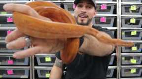Stop Slow Growing Your Boas!