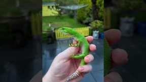Top 5 REPTILES You Can Have as PETS!