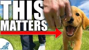 How To Teach Your Dog To Walk Like A Pro!