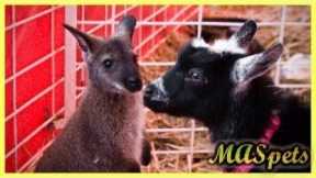 The Easiest Exotic Pets to Care For??