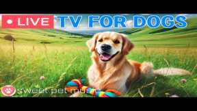 🔴24 Hours of Dog TV🎵🐶Soothing Sleep Music for Dogs🐾🩷Relaxing Dog Music for Separation Stress Relief