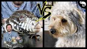 Tegu vs Dog - Head To Head