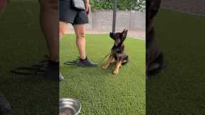 How to start teaching your dog to be patient and wait.