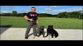 Live Dog Training FreeShaping Special!
