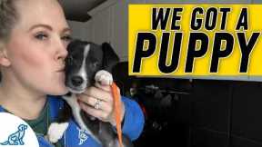 EVERYTHING You Need For Puppy Training Success!