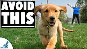 How To Teach Your Dog To Fetch PERFECTLY