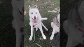Quick Stay Game, Distracting Environment #husky #dogs #dog #dogshorts #dogtraining