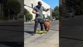 How to train your how to walk nicely on leash #dogtraining #dogtrainer #dogtrainingtips