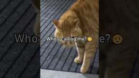 Cats Speaking English!🤣 Part 3