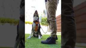 Training a dog not to pull on leash