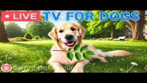 🔴24 Hours of Dog TV🎵🐶Relaxing Music for Dog Sleep🐾🩷Soothing Dog Music for Stress and Anxiety Relief