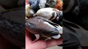 “Why Is This Hand Holding So Many Tiny Pigeons?” #pigeon