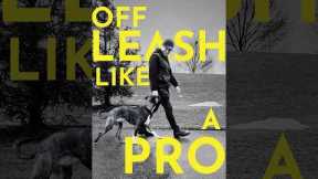 How to teach your dog to walk with you even when off leash #dogtraining