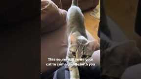 This sound will make your Cat come cuddle with you 🙈