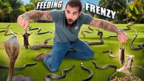 Feeding 20 VENOMOUS SNAKES!