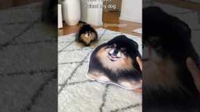 How I toilet trained my dog 😄 #dog #pomeranian