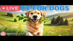 🔴24 Hours of Dog TV🎵🐶Sleep Music for Your Dog🐶💕Relaxing Dog Music for Stress and Anxiety Relief