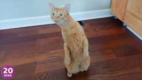 Over Dramatic Cats Who Deserve An Oscar 😂 Best Funny Cat Videos 2025