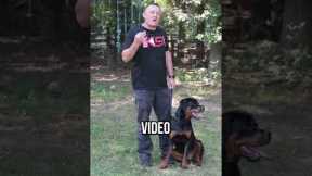Stop Chasing: Fix Your Dog's Recall FAST!