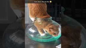 Proof that cats are liquid ❤️😂