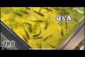 Freshwater Aquarium Keeping Q&A