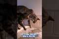 Funny Cats Confused By Person's Bath