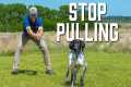 Teach Your Dog to Heel in Under 10