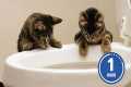 These CATS are too FUNNY! 🤣 | New