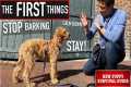 NEW PUPPY SURVIVAL GUIDE: How to