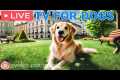 🔴24 Hours of Dog TV🎵🐶Sleep Aid