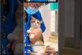 Ranking Best Cat Veterinarian Videos