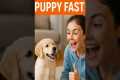 Puppy Obedience Training 101: Teach